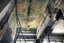 Best Commercial Mold Inspection  in Osage City, KS